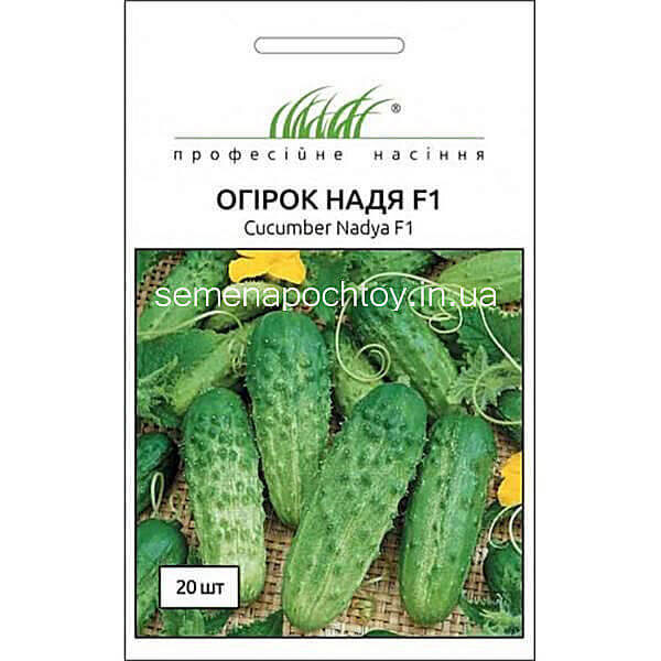 Огурец НАДЯ F1 WING SEEDS НОВИНКА! 20 семян Огурец НАДЯ F1