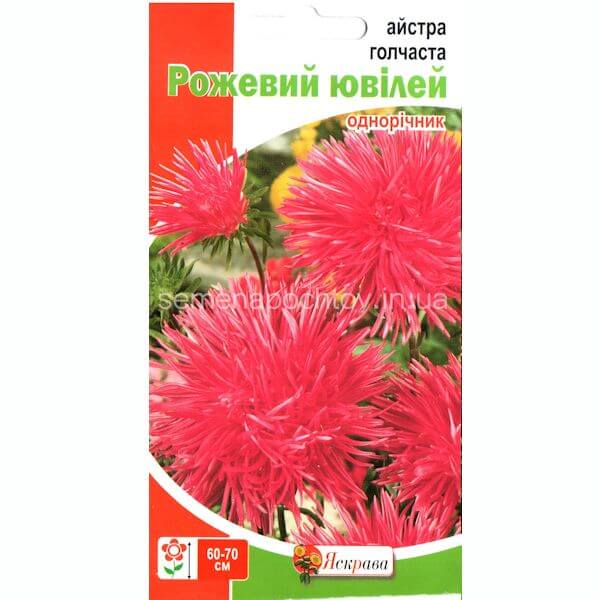 Астра игольчастая РОЗОВЫЙ ЮБИЛЕЙ