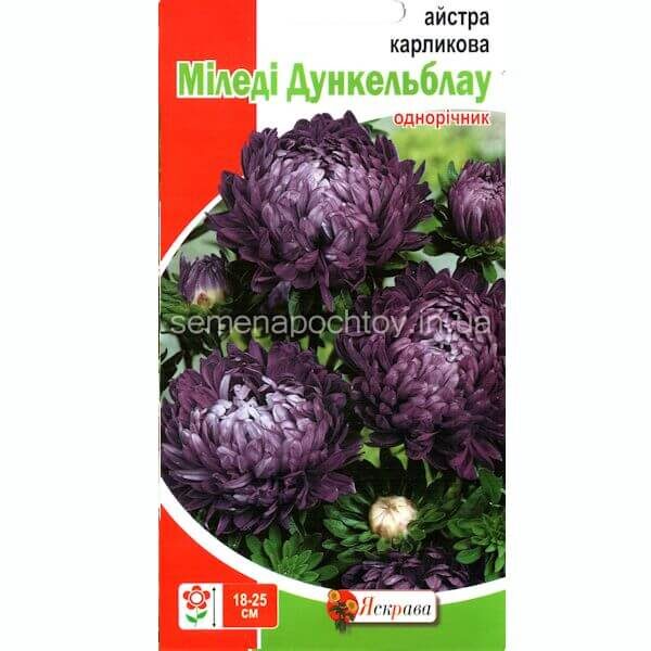 Астра карликовая МИЛЕДИ ДУНКЕЛЬБЛАУ ТМ ЯСКРАВА 0.3 грамма Астра карликовая МИЛЕДИ