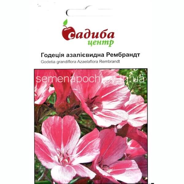 Годеция азалиевидная РЕМБРАНТ