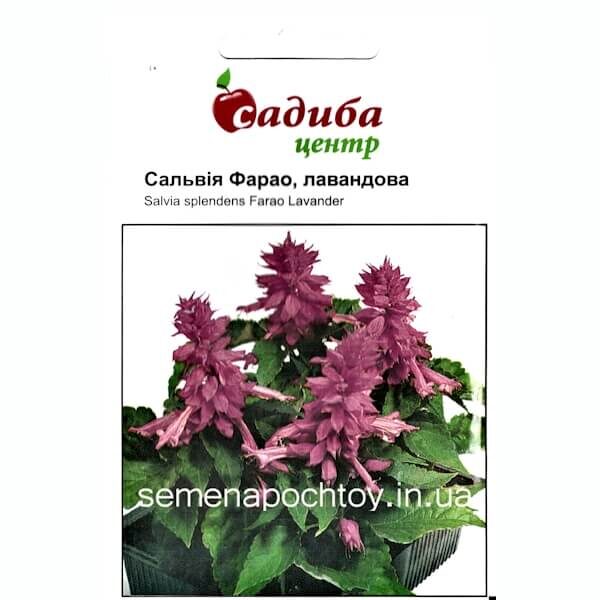 Сальвия ФАРАО ЛАВАНДОВАЯ HEM ZADEN 0,1 грамм Сальвия ФАРАО ЛАВАНДОВАЯ