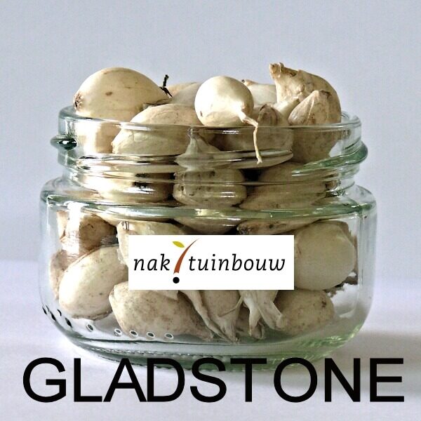 Лук GLADSTONE NAKTUINBOUW Белый 1 кг Лук GLADSTONE