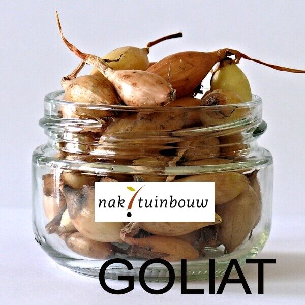 Лук GOLIAT NAKTUINBOUW Продолговатый 1 кг Лук GOLIAT