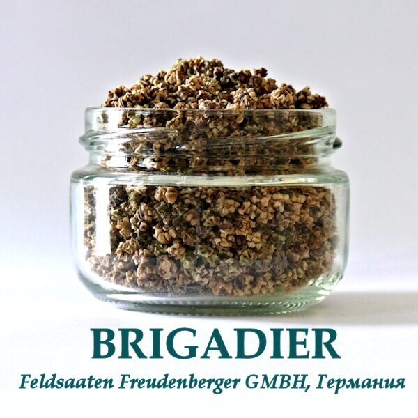 Кормовая свекла BRIGADIER РІВА-ТРЕЙД 1 кг Свекла Бригадир